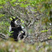  Arusha NP, TZ